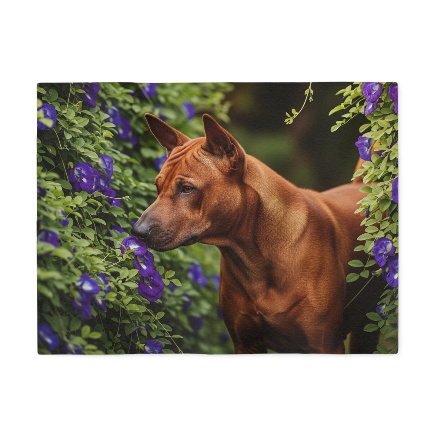 Thai Ridgeback Sweatshirt Blanket