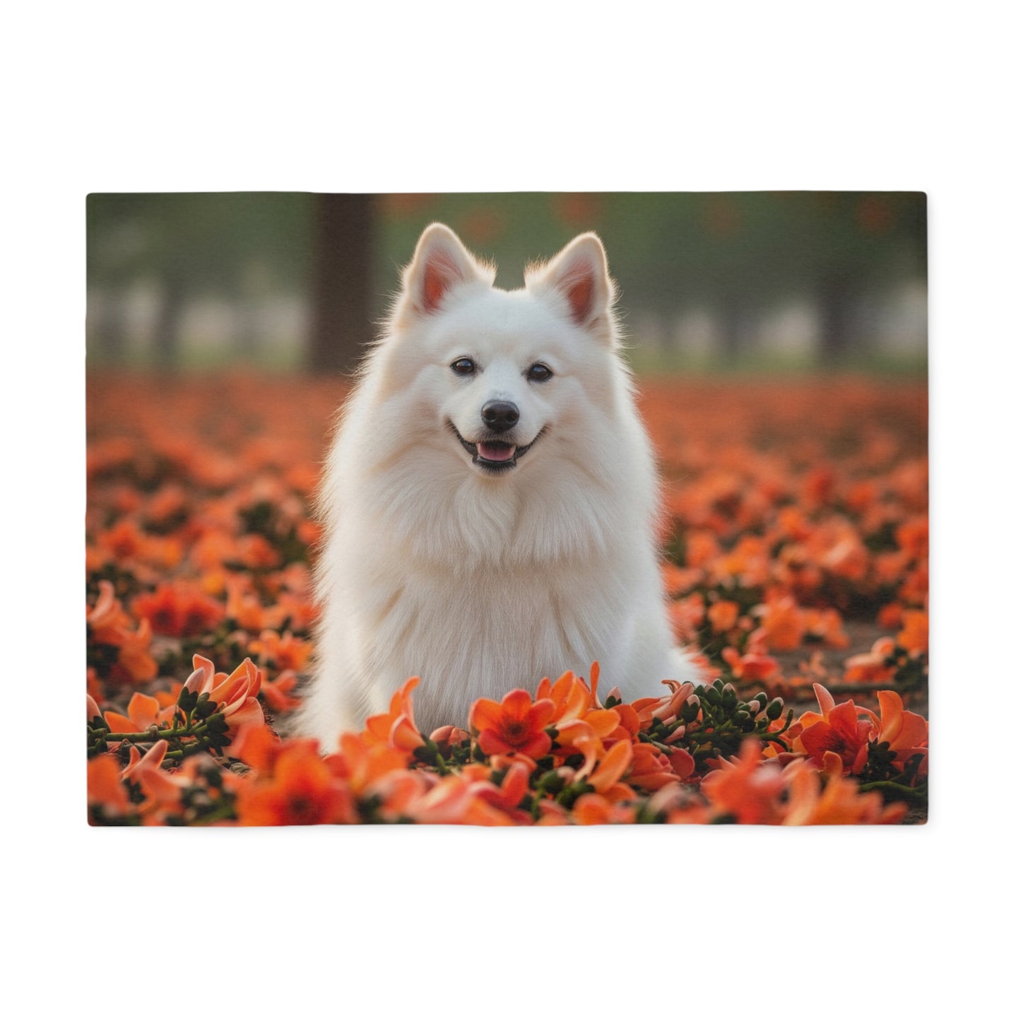 Indian Spitz Sweatshirt Blanket