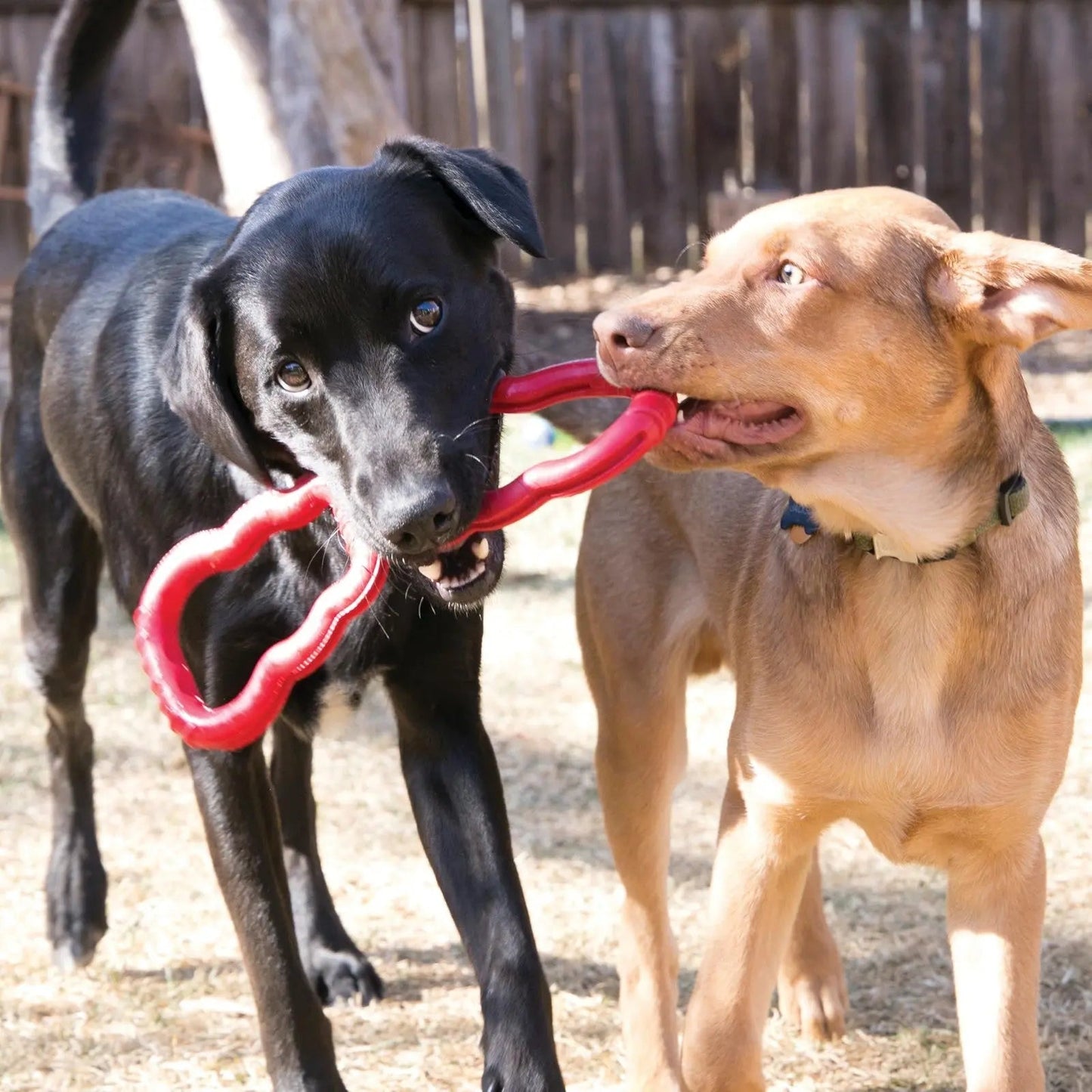 KONG - Jeu de tir à la corde - En caoutchouc extensible et résistant - pour chiens de taille moyenne
