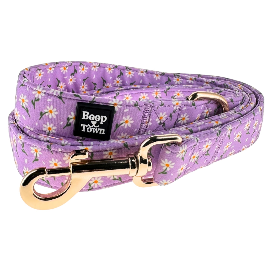 laisses pour chiens