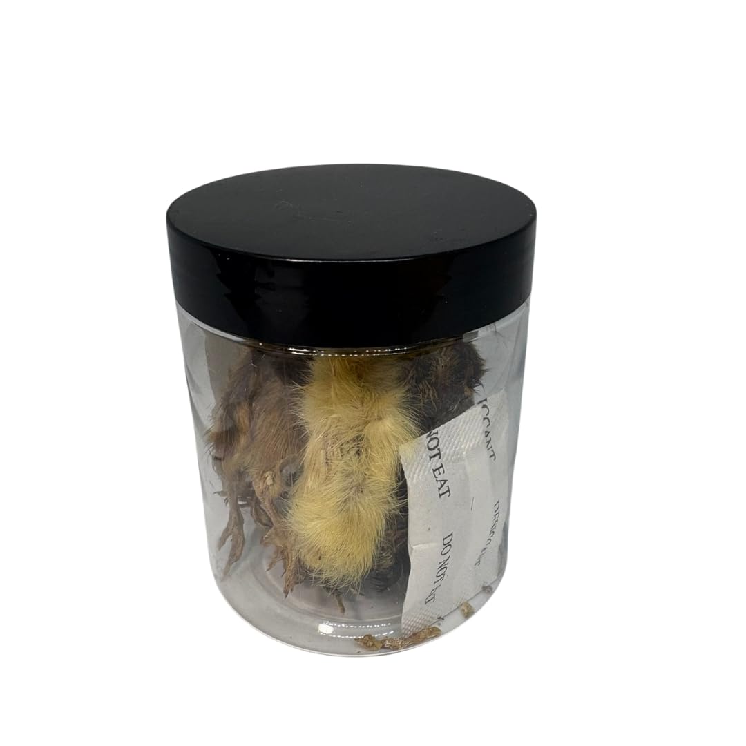 Poussins de caille entiers pour animaux carnivores - Alimentation naturelle à base de proies - Source de protéines de qualité - Poussins de taille moyenne (5 unités)