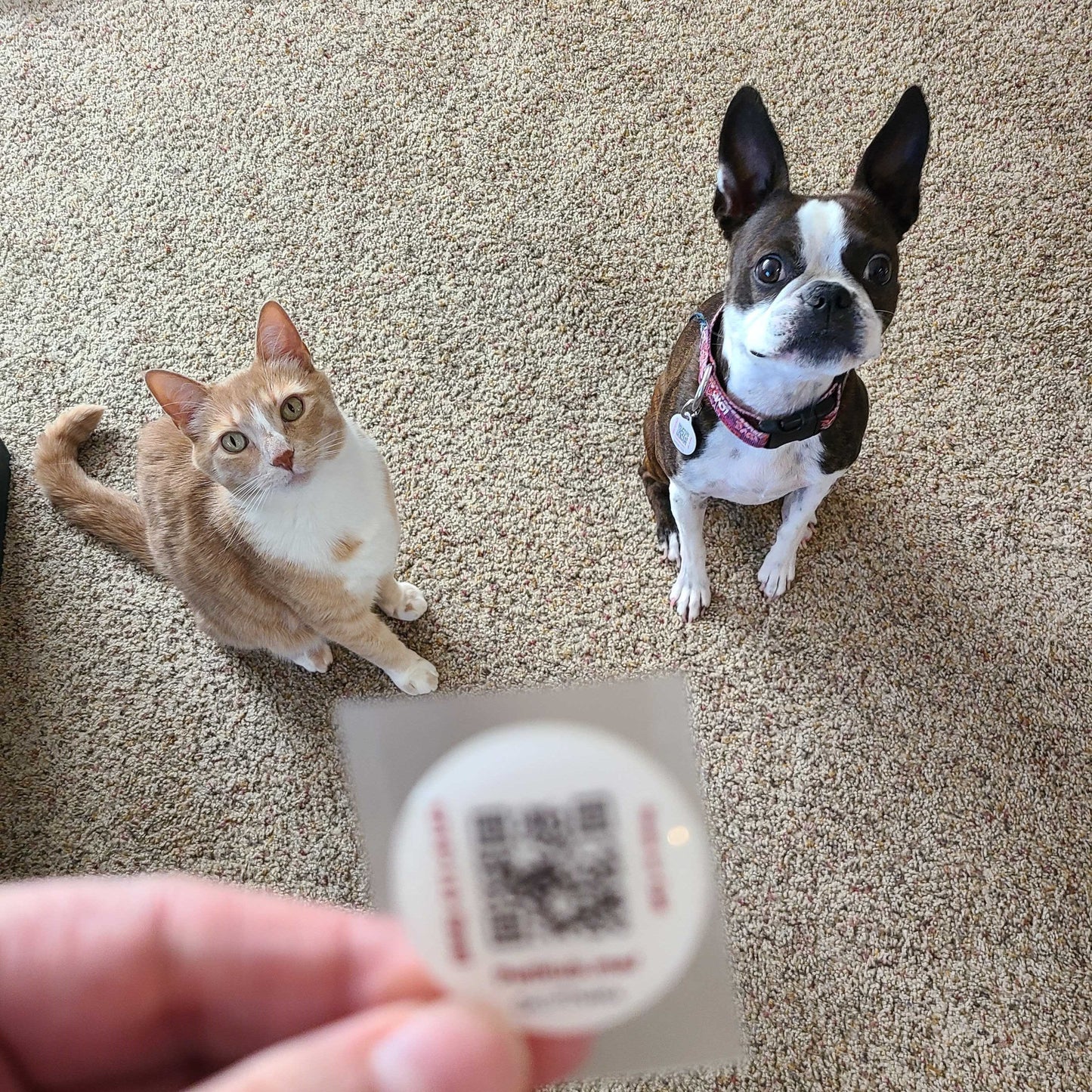 Étiquette d'identification pour animaux PetHub QR – Améliorez n'importe quelle étiquette + Protection supplémentaire pour votre animal