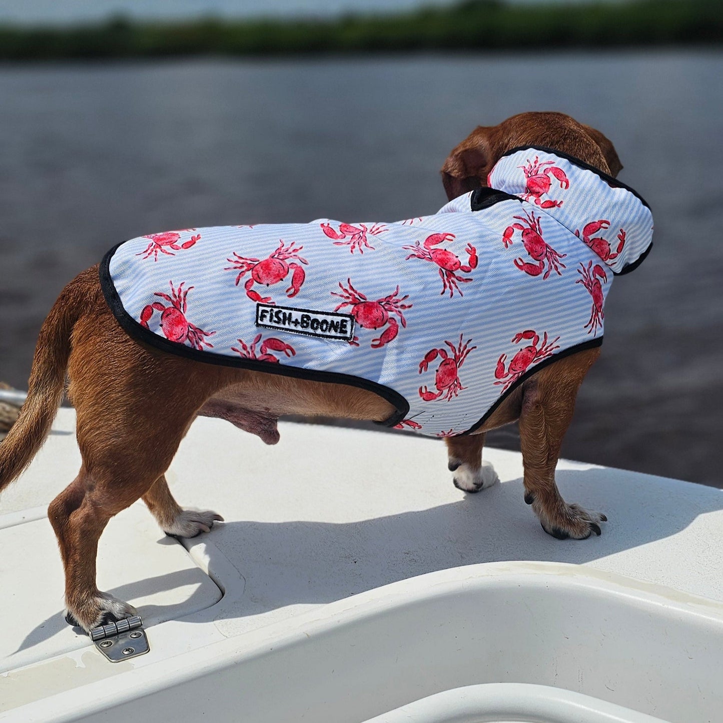 Abrigo de perro adecuado para Lowcountry