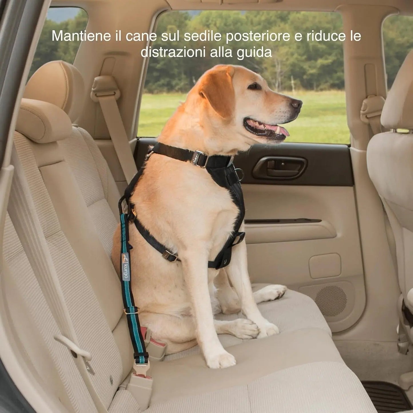 Sujeción directa al cinturón de seguridad - Clip fácil de usar para arnés de coche para perros - Correa ajustable - Ajuste universal para la mayoría de los vehículos - Herrajes de acero - Sujeción para asiento trasero - Azul costero