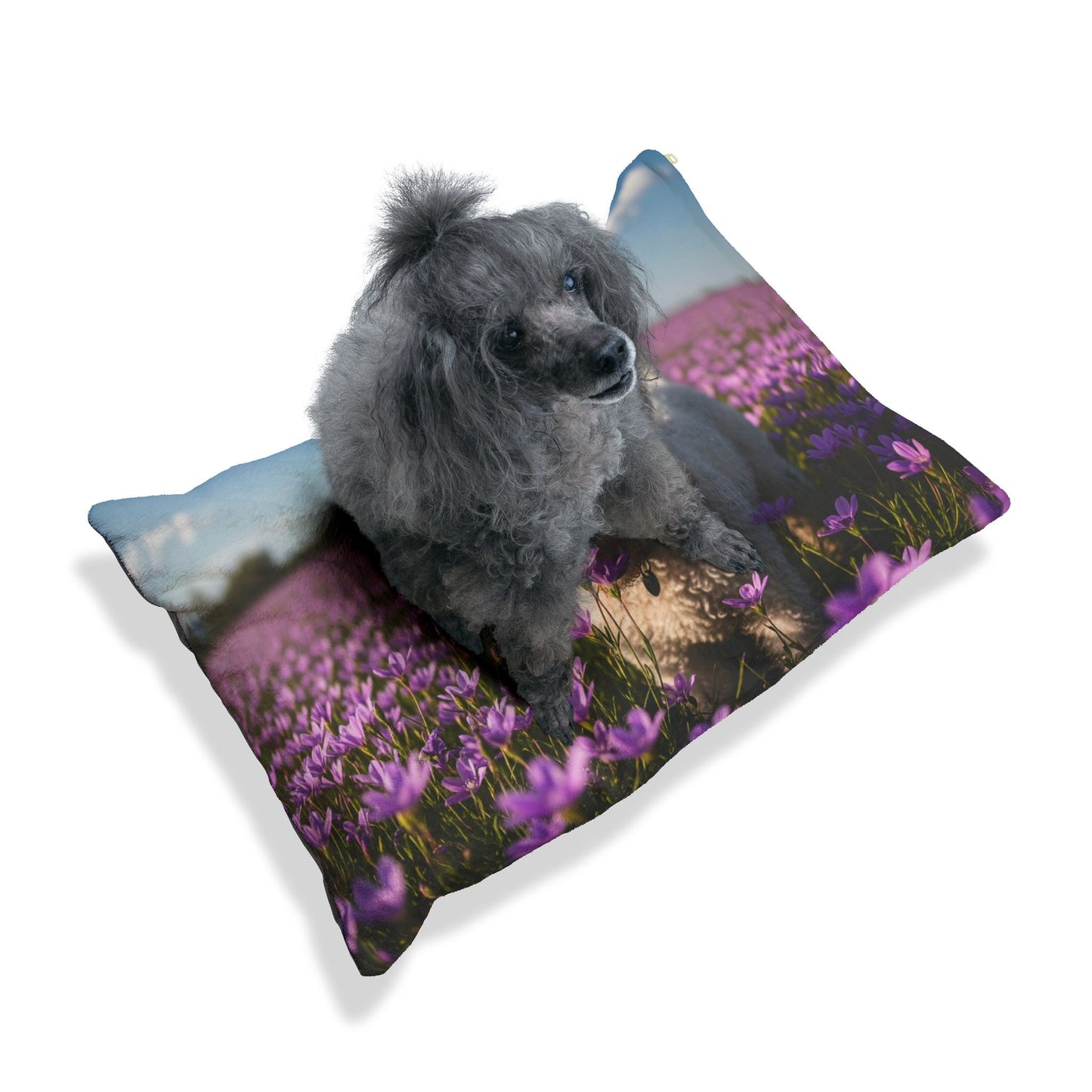 Lagotto Romagnolo Pet Bed