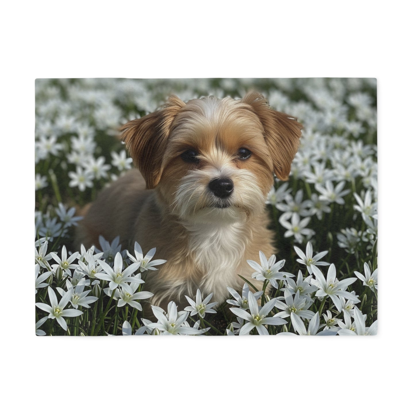 Couverture en sweat-shirt Morkie