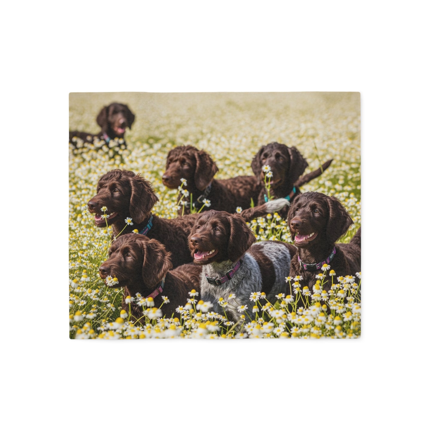 Couverture en sweat-shirt Pudelpointer