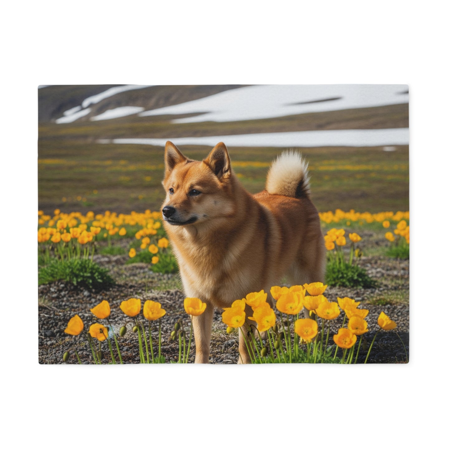Norwegian Buhund Sweatshirt Blanket