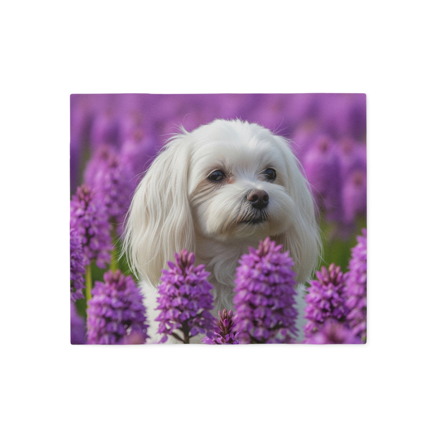 Maltese Sweatshirt Blanket