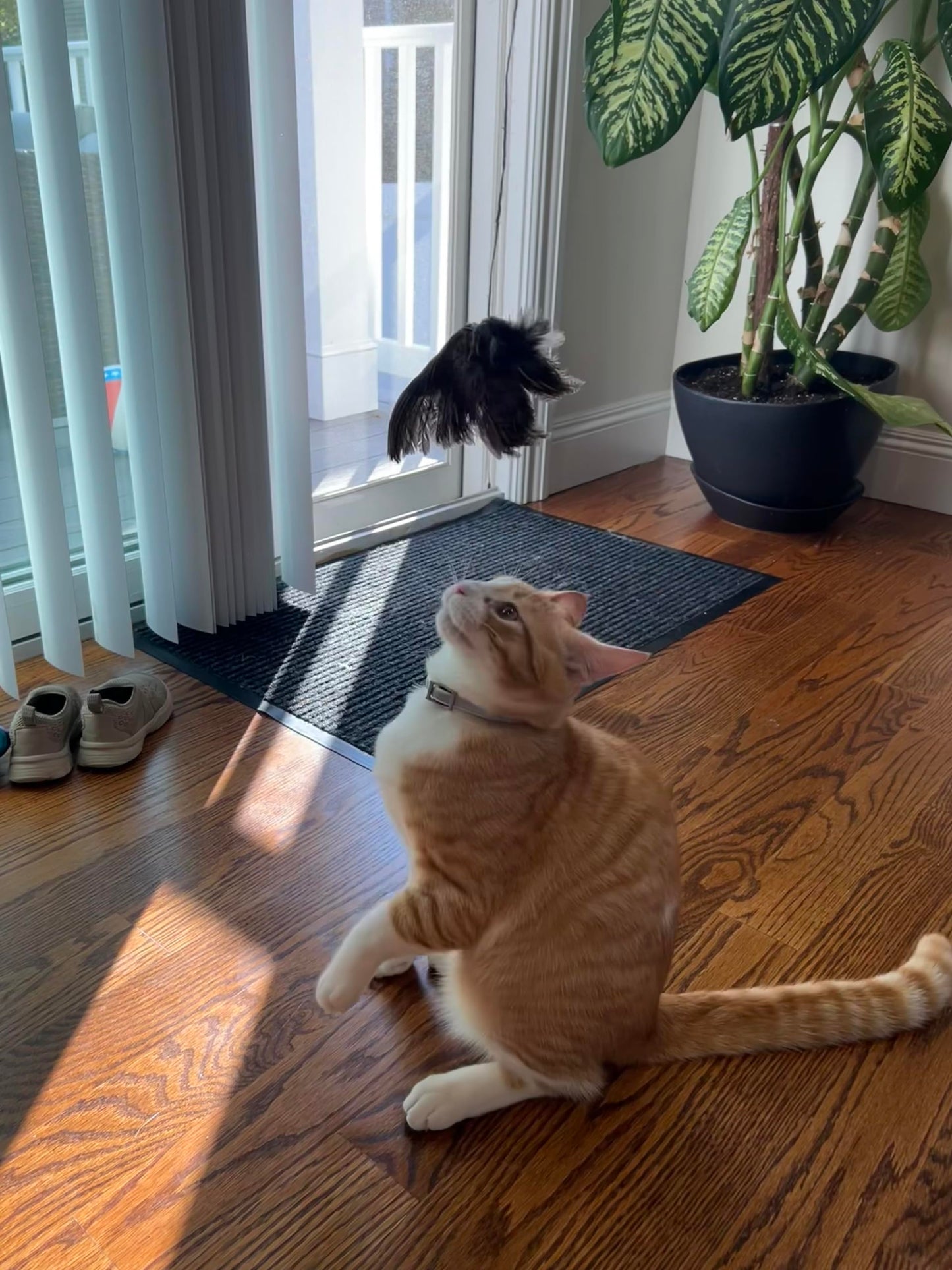 Jouet pour chat en forme d'aile d'oiseau suspendue à une ficelle - Accessoires et fournitures de dressage pour chiens et chats, jeu interactif à l'odeur d'aile de caille, dressage pour chiens de chasse et chats (rapport d'oiseaux).