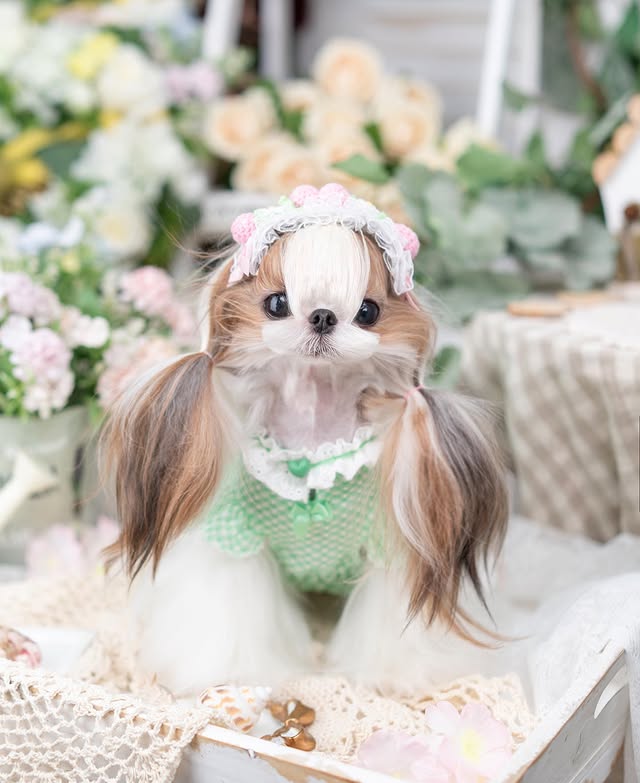 Vintage Gingham Dog Dress | Lace Princess Puppy Dress with Tulle Skirt
