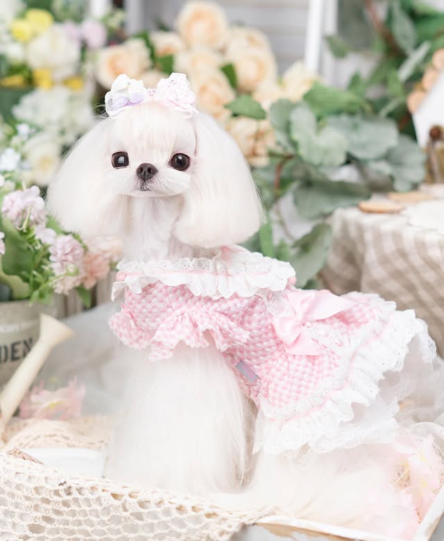 Vintage Gingham Dog Dress | Lace Princess Puppy Dress with Tulle Skirt
