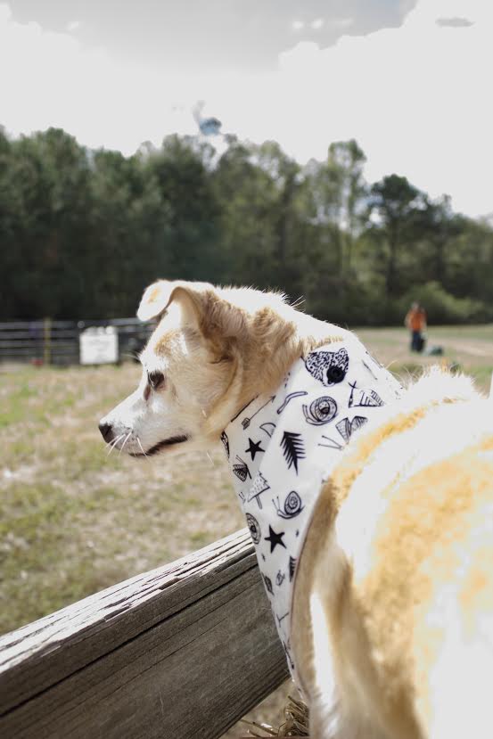 Bandana para perros "Aventura"
