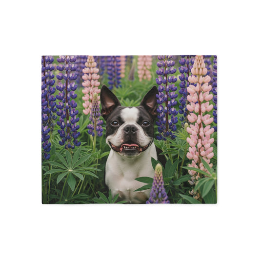 Boston Terrier Sweatshirt Blanket