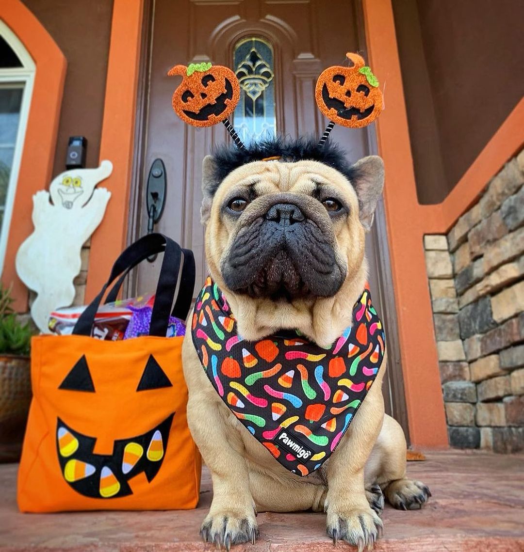 Bandana rafraîchissant Trick N Treat