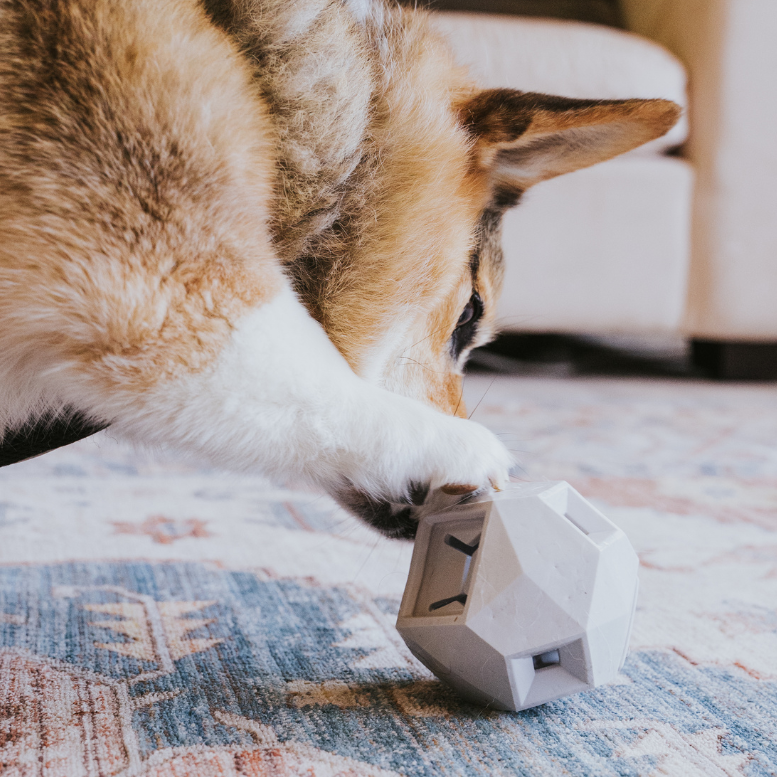 Le jouet distributeur de friandises Odin pour chiens