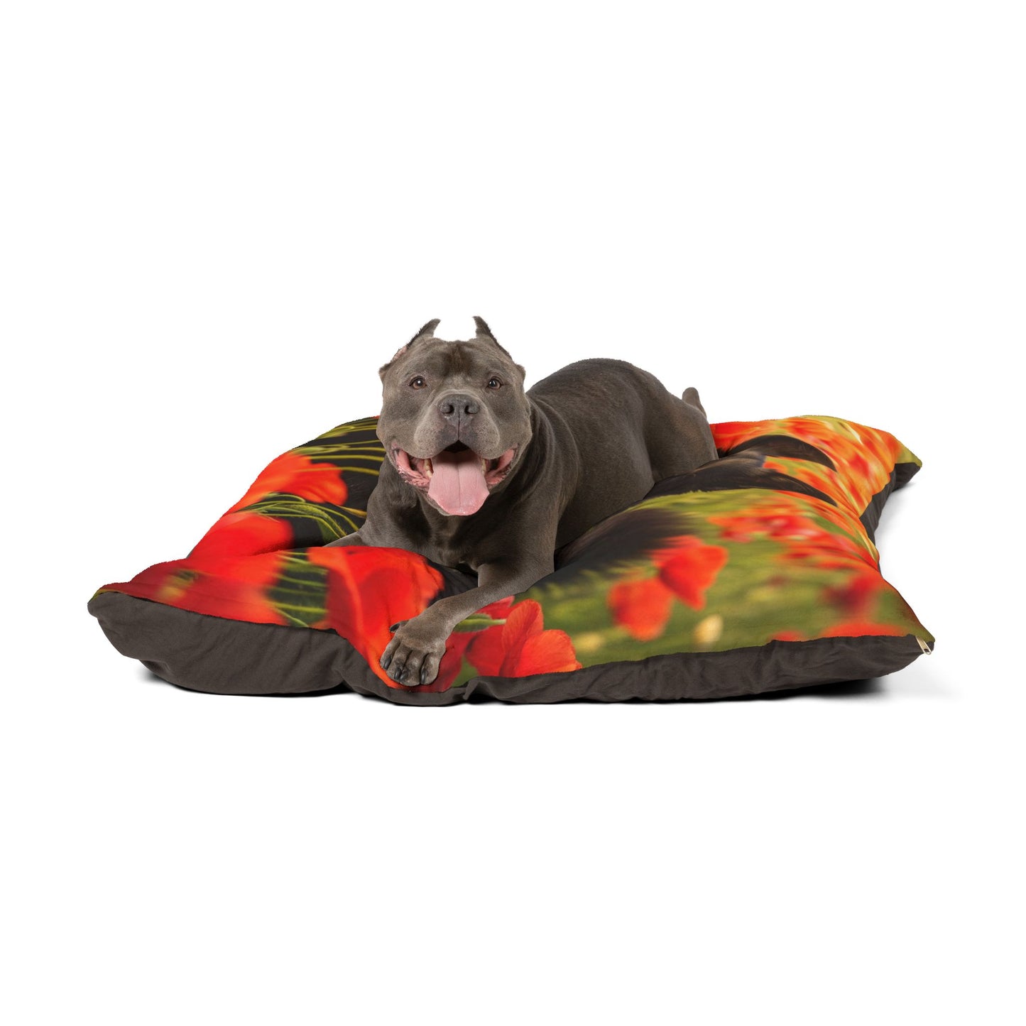 Lit pour animaux Schipperke