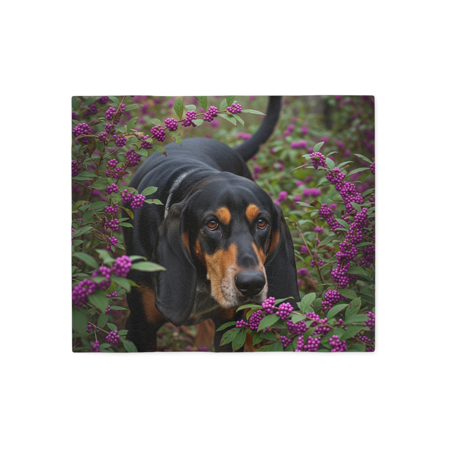 Black and Tan Coonhound Sweatshirt Blanket