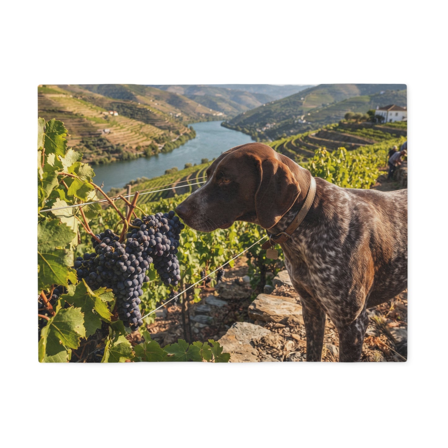 Portuguese Pointing Dog Blanket