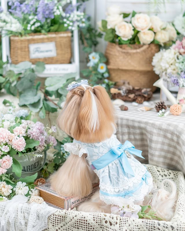 Luxury French Lace Princess Dog Dress with Satin Bow for Small Dogs