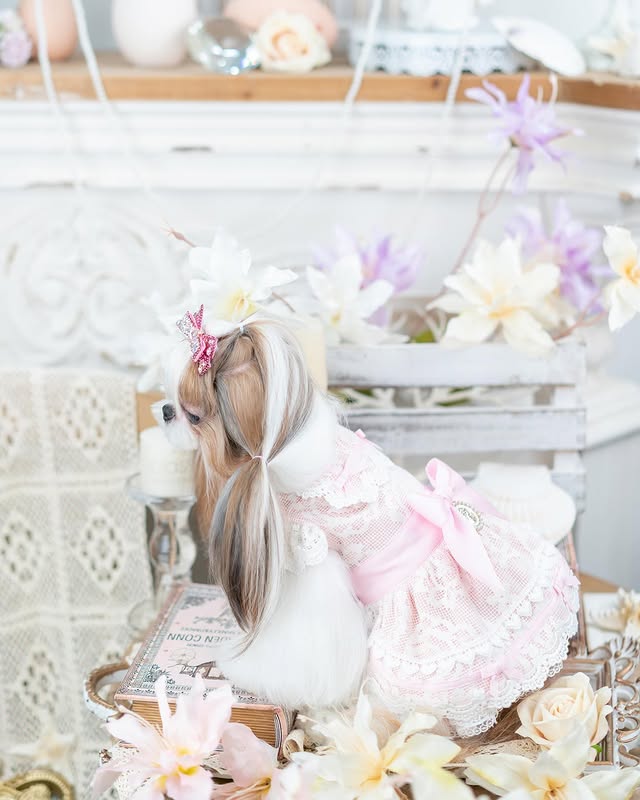 Luxury French Lace Princess Dog Dress with Satin Bow for Small Dogs