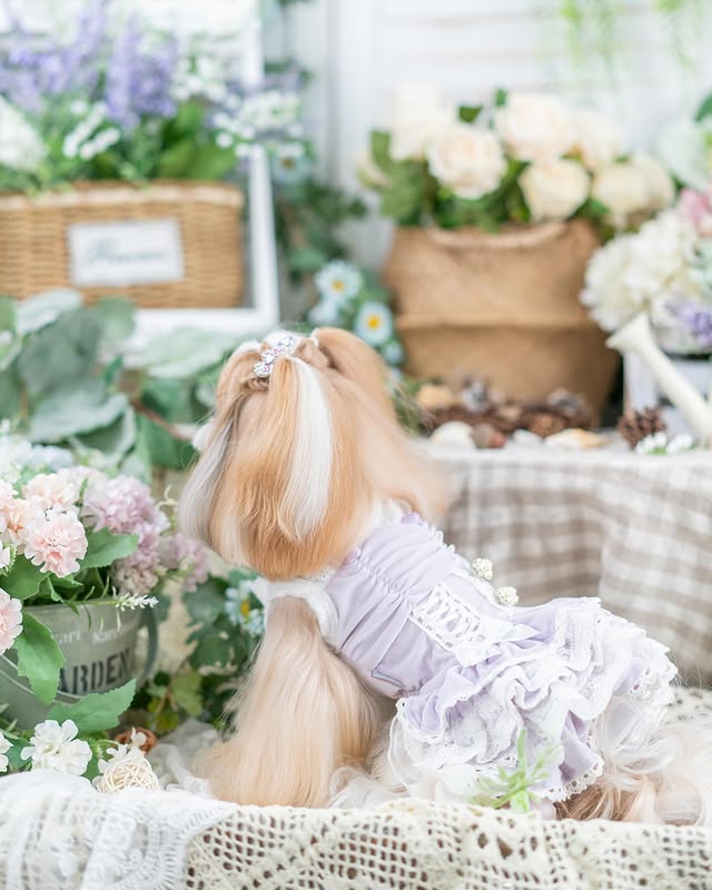 Luxury design dog dress velvet rose 2 colors