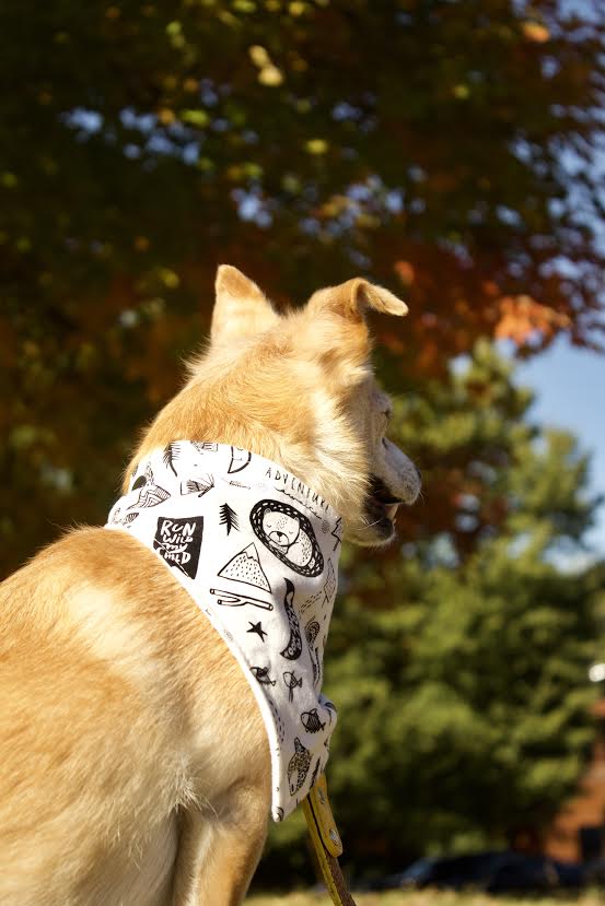 Bandana para perros "Aventura"