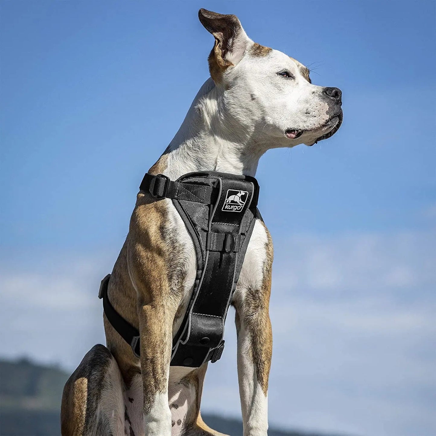 Harnais de promenade intelligent Tru-Fit pour chien - Confortable et ajustable - Éléments réfléchissants - Sangle à dégagement rapide - Accessoire idéal pour les promenades quotidiennes - Boucle de ceinture de sécurité incluse - Noir - Taille moyenne