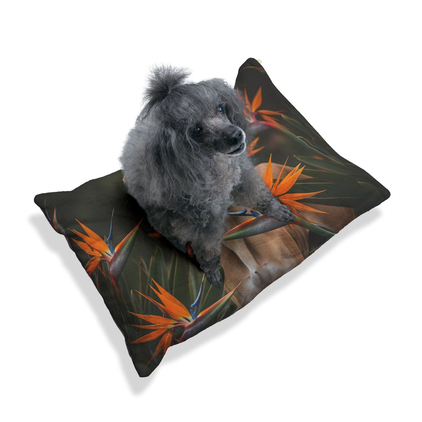 Azawakh Pet Bed