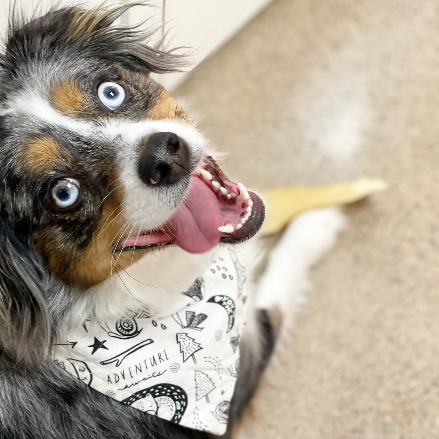 Bandana para perros "Aventura"