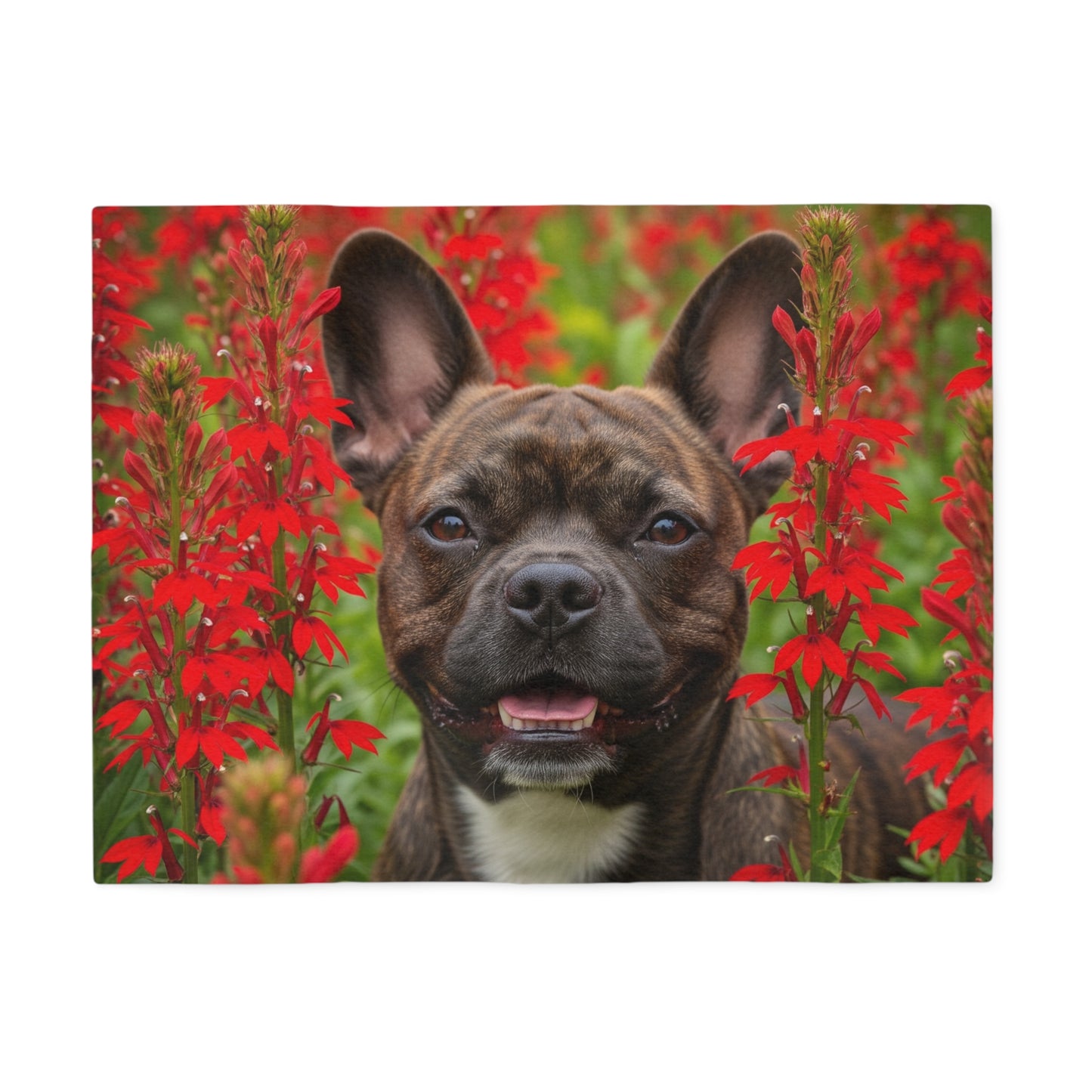 Frenchton Sweatshirt Blanket