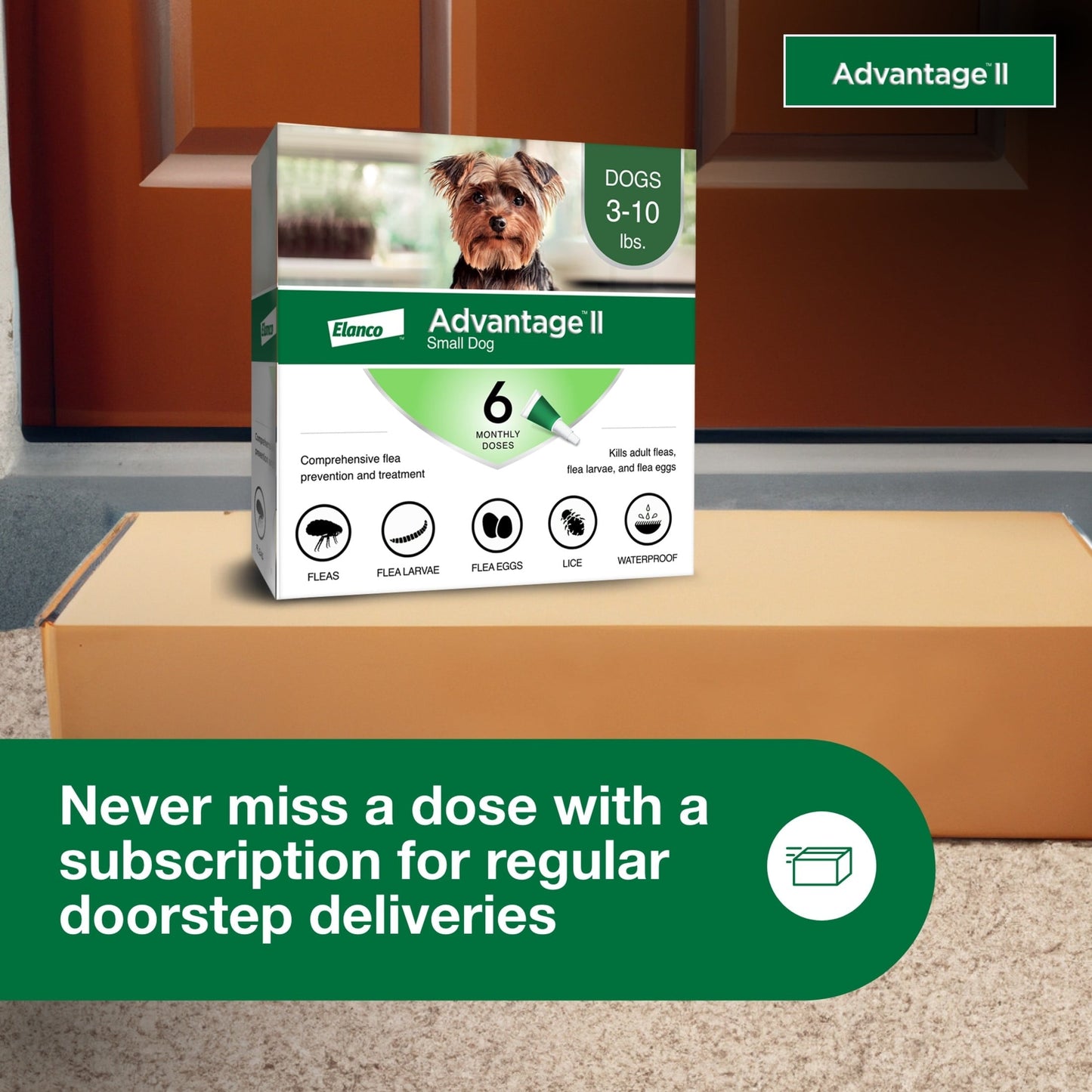 Prevención de pulgas recomendada por veterinarios para perros pequeños de 3 a 10 libras, tratamientos semestrales