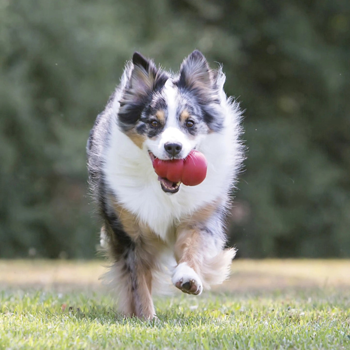 Jouet à mâcher classique en peluche pour chien, XL