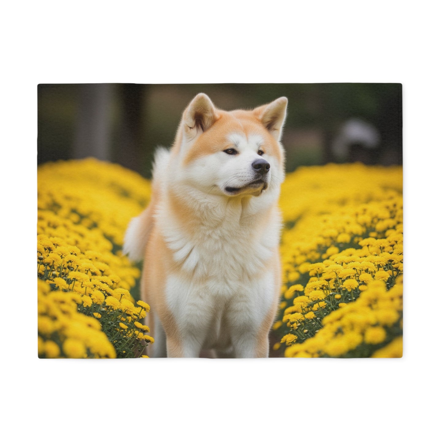 Manta sudadera japonesa Akitainu