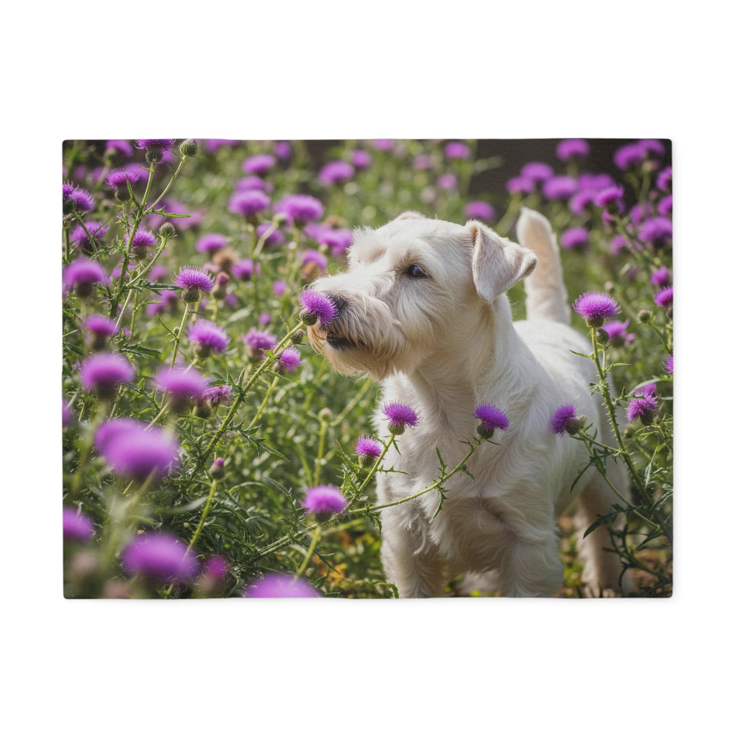 Manta sudadera con diseño de Sealyham Terrier