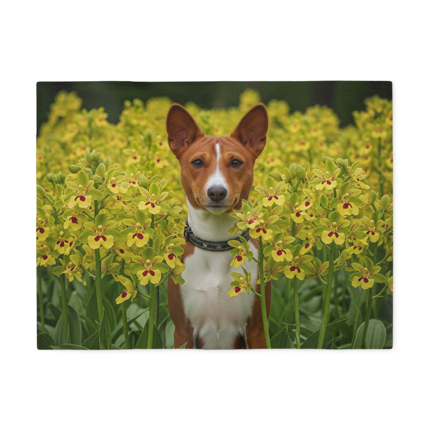 Basenji Sweatshirt Blanket
