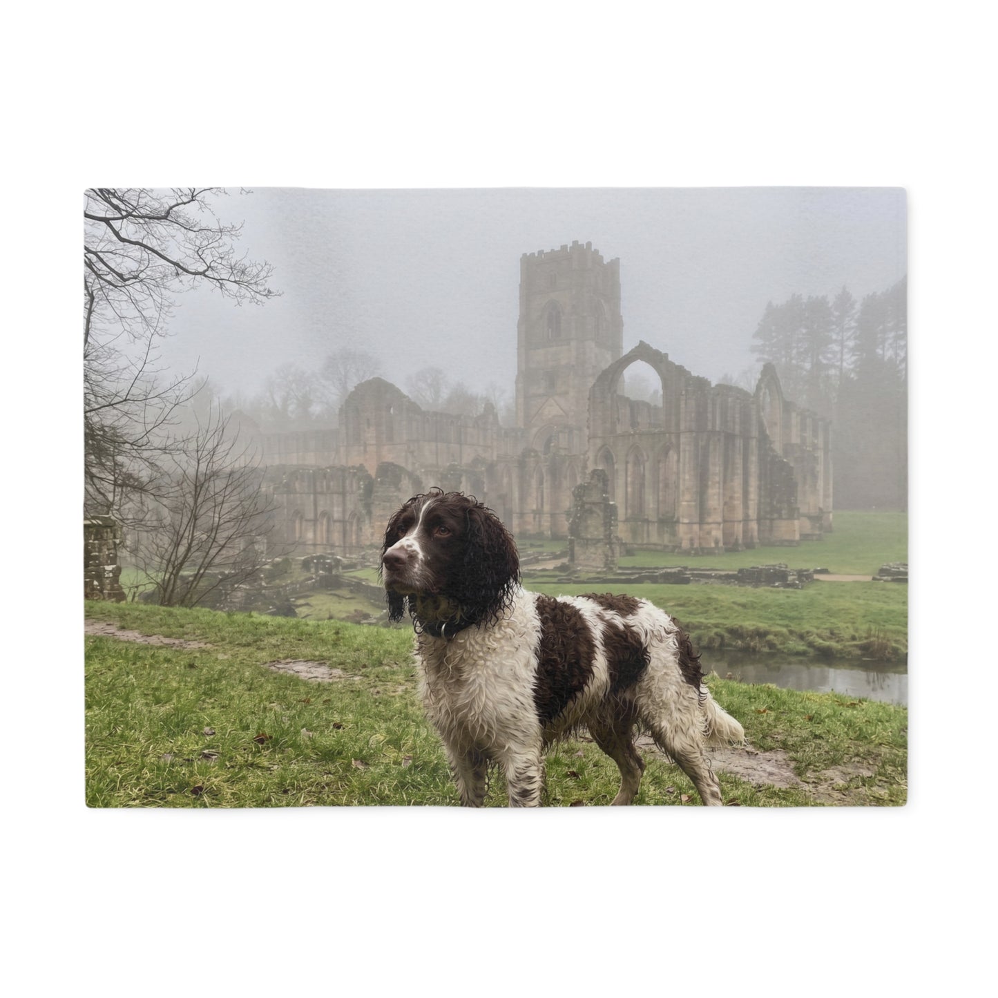 English Water Spaniel Blanket