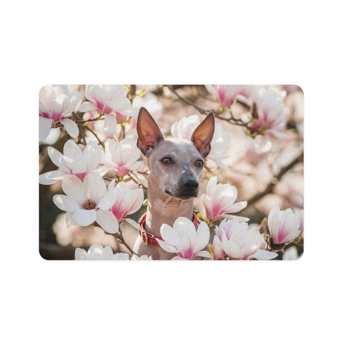 Pet Food Mat (12x18) - American Hairless Terrier