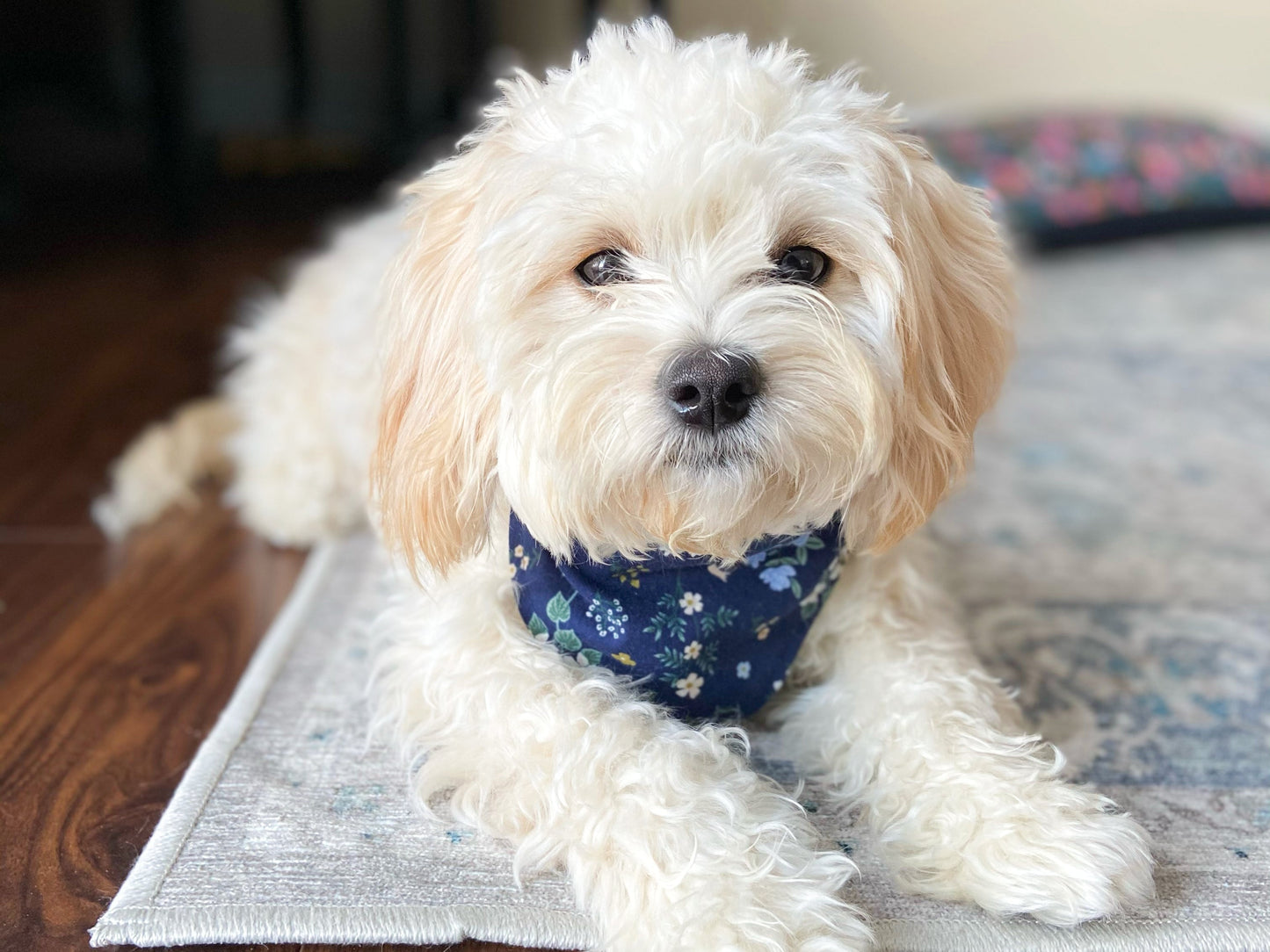 "Happy Sunshine" Dog Bandana