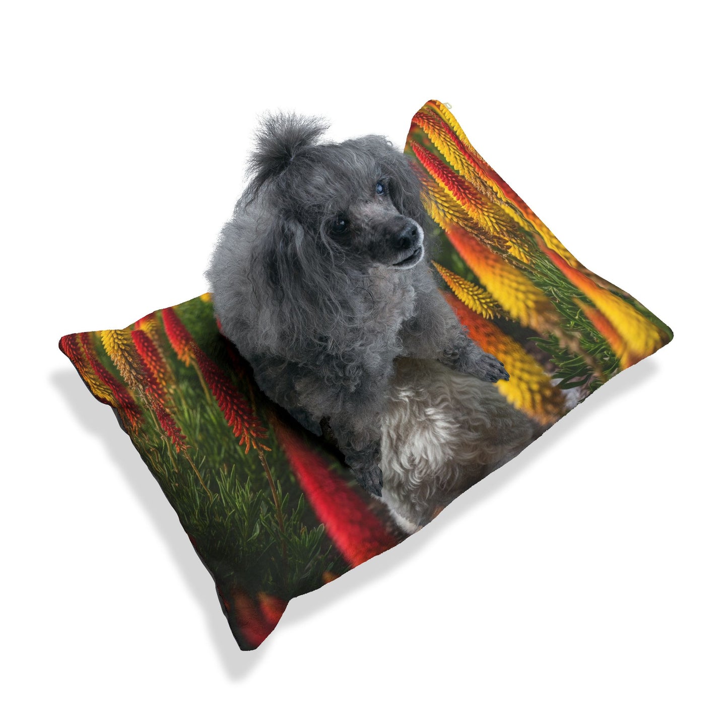 Bichonpoo Pet Bed