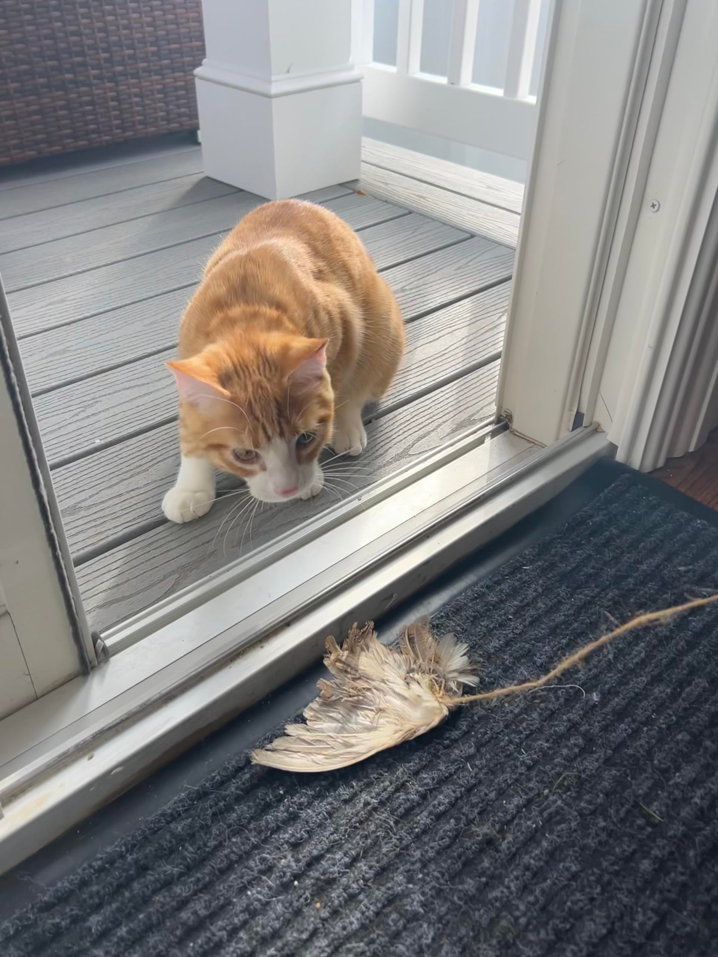 Jouet pour chat en forme d'aile d'oiseau suspendue à une ficelle - Accessoires et fournitures de dressage pour chiens et chats, jeu interactif à l'odeur d'aile de caille, dressage pour chiens de chasse et chats (rapport d'oiseaux).