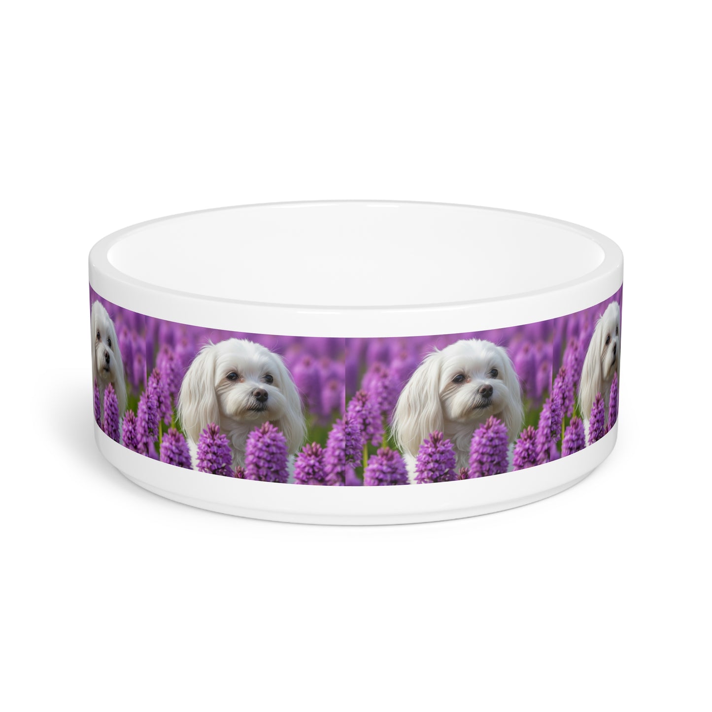 Gamelle pour chien maltais