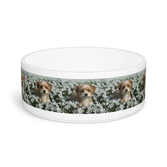 Gamelle pour animaux Morkie