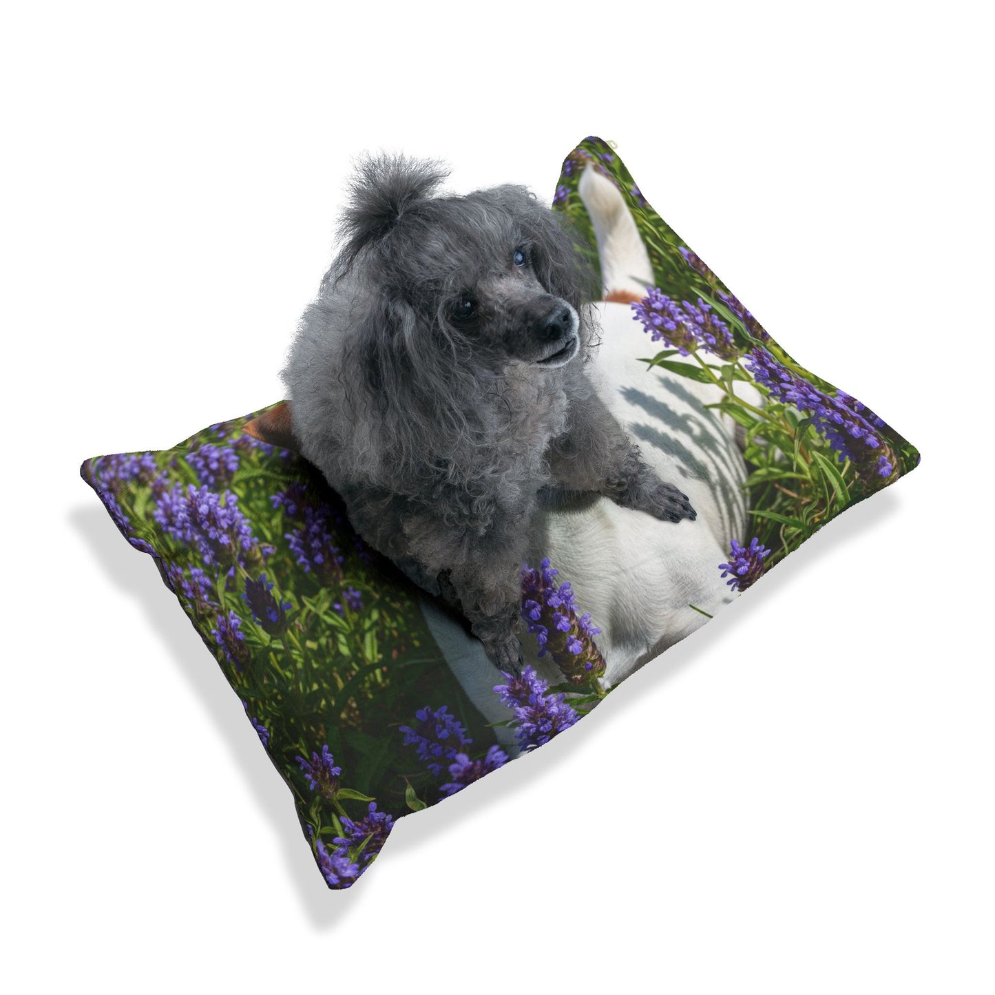 Jack Russell Terrier Pet Bed