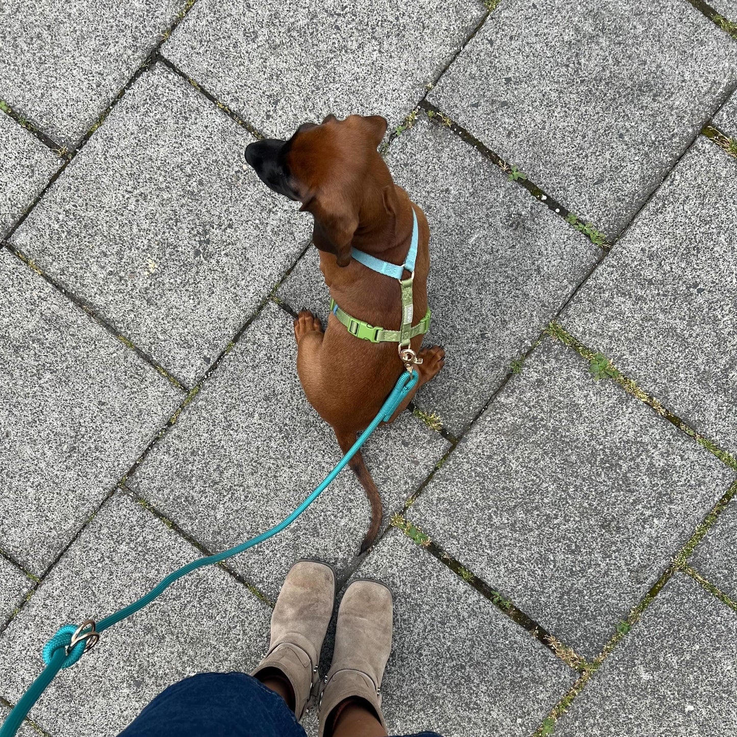 Harnais pour chien bleu et vert