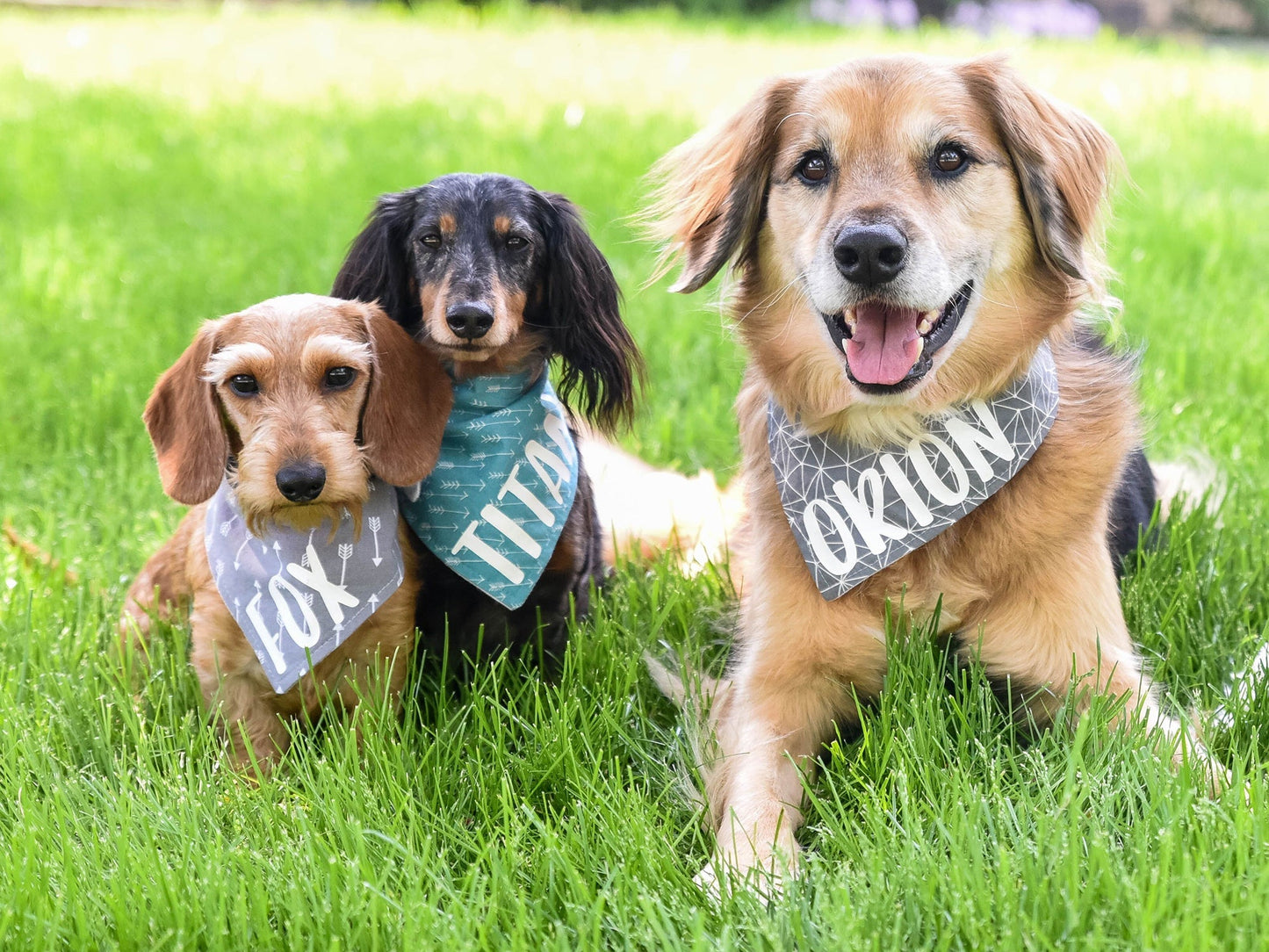 Pañuelo para perro "Yo también" para boda o compromiso