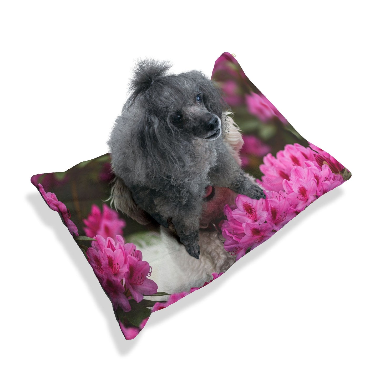 ! Bichon Frise Pet Bed