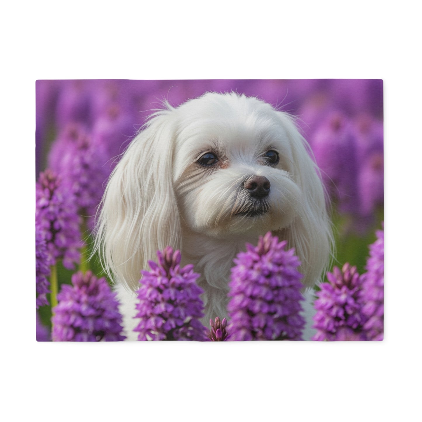 Maltese Sweatshirt Blanket