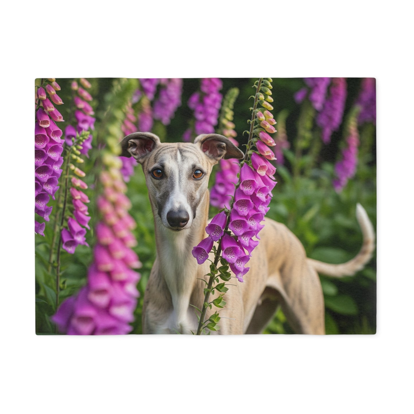 Whippet Sweatshirt Blanket
