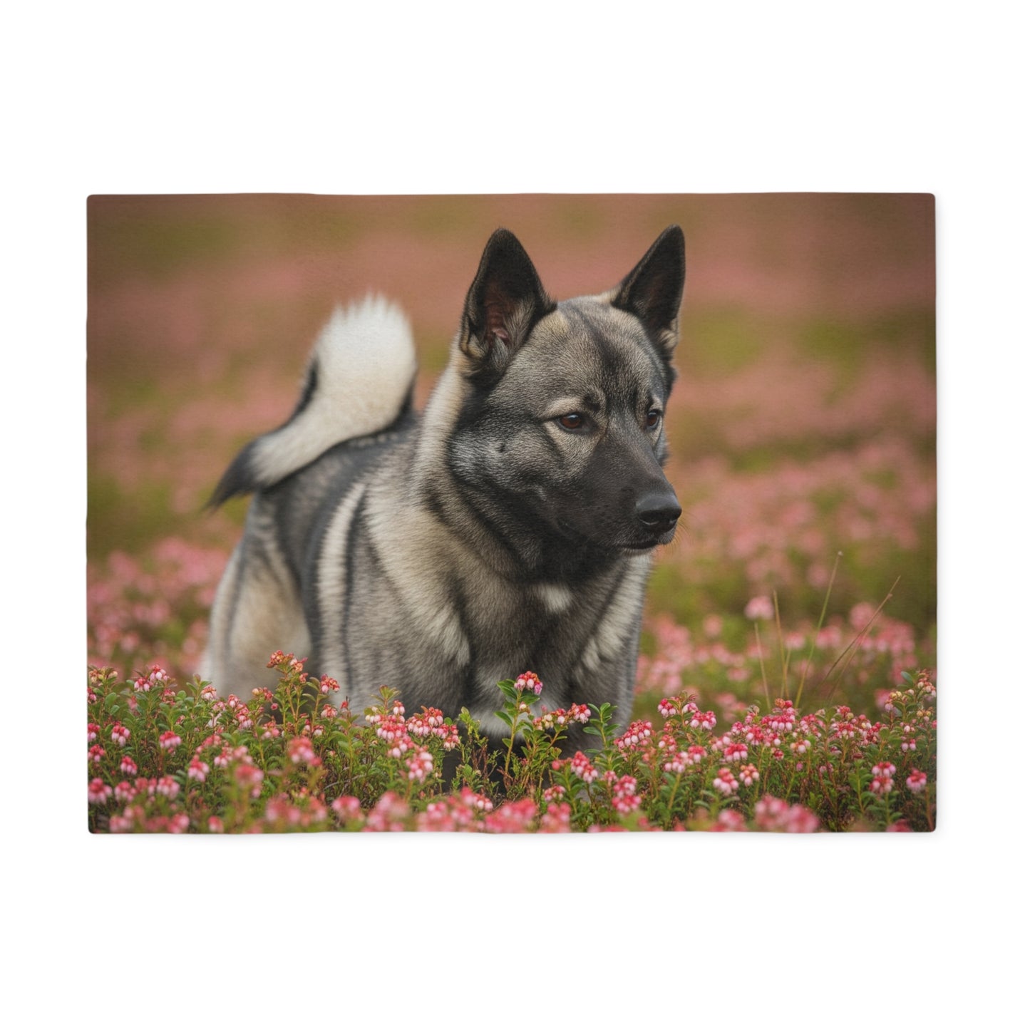 Norwegian Elkhound Sweatshirt Blanket